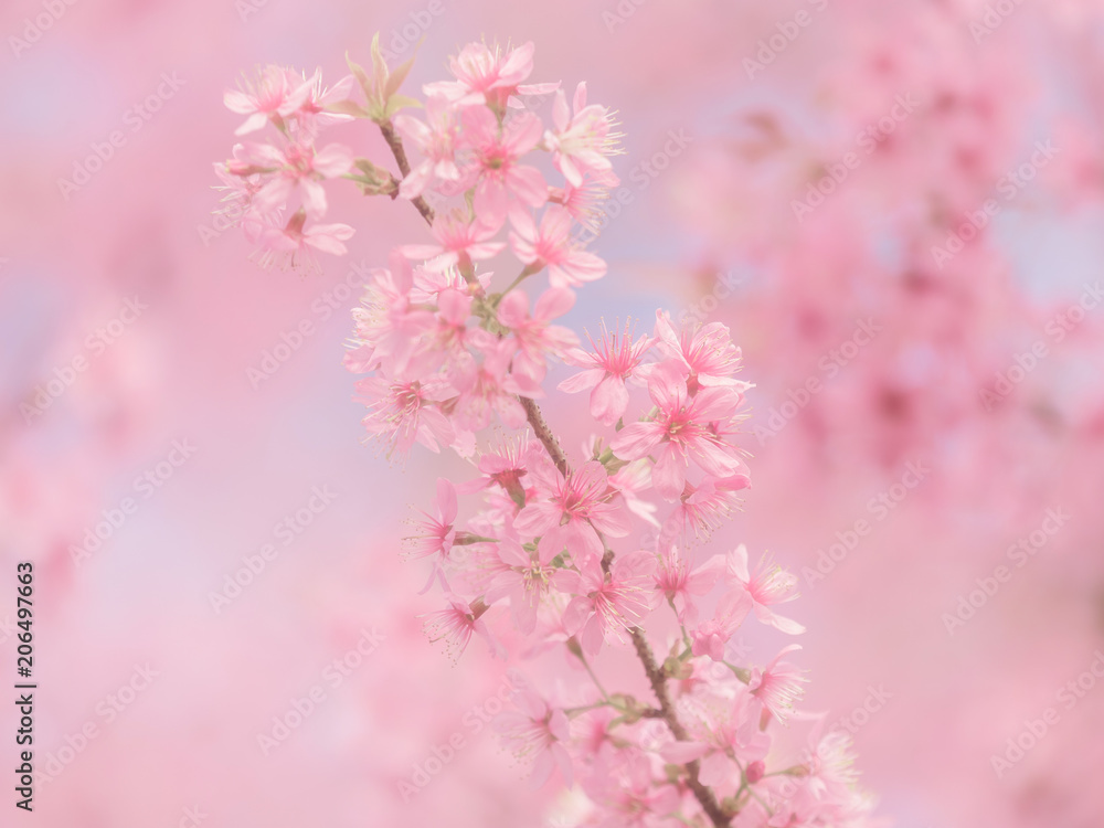 pink sakura flowers, beautiful Cherry Blossom in nature . pink sakura flowers, beautiful Cherry Blossom in nature .