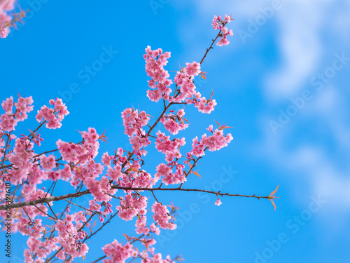 pink sakura flowers  beautiful Cherry Blossom in nature .