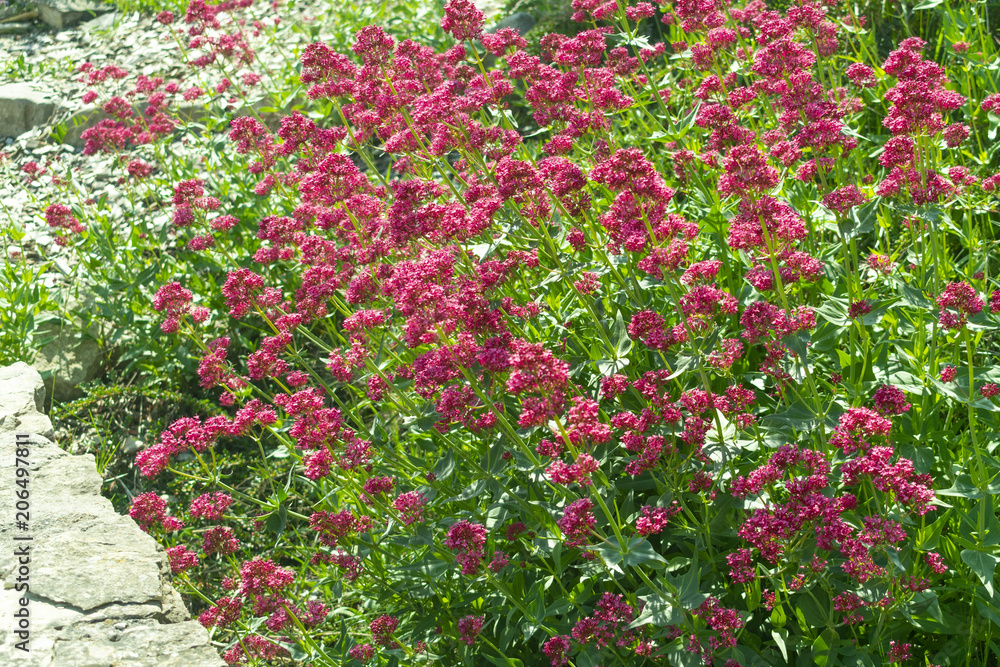 red flowers in the garden in spring