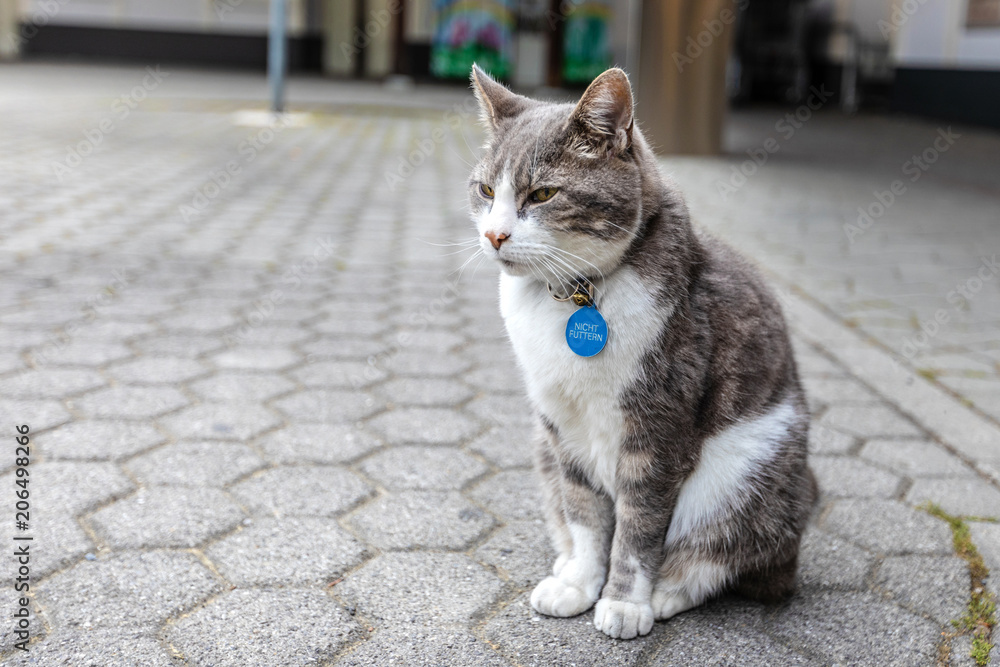 Fototapeta premium A fluffy cat with collar sits on the street