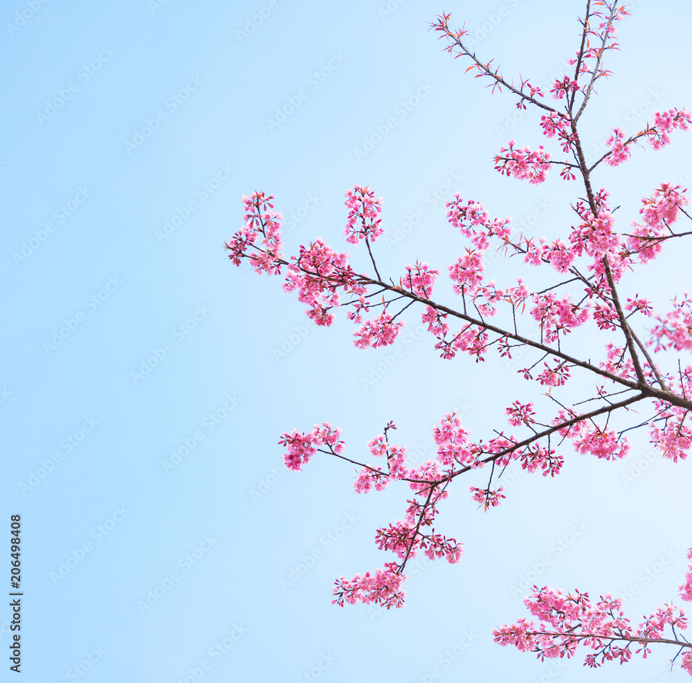 pink sakura flowers, beautiful Cherry Blossom in nature . pink sakura flowers, beautiful Cherry Blossom in nature .