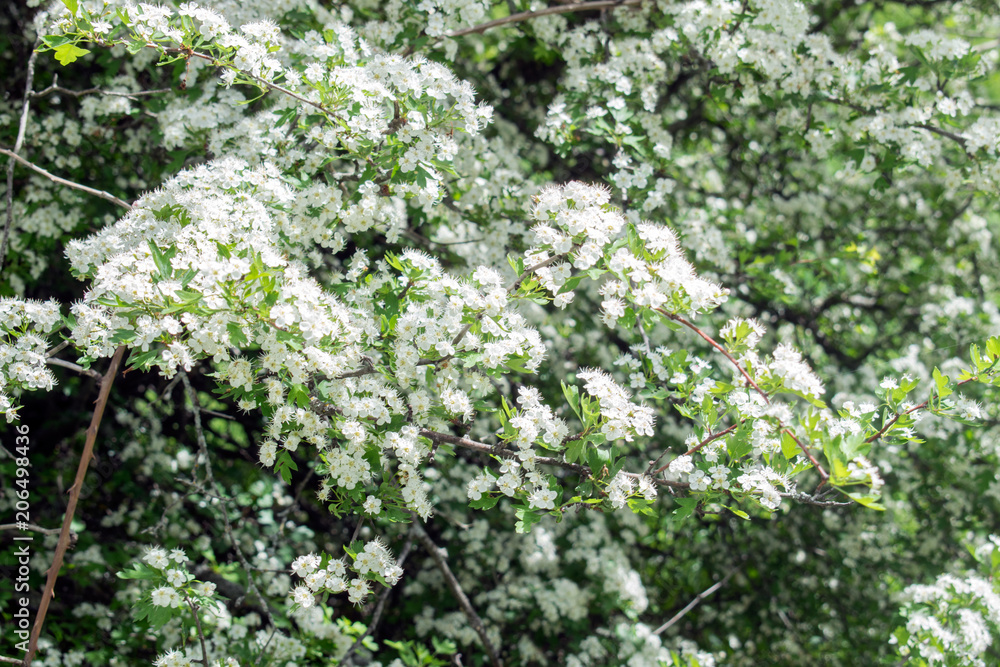 Bloom in spring with beautiful white flowers Bloom in spring with beautiful white flowers