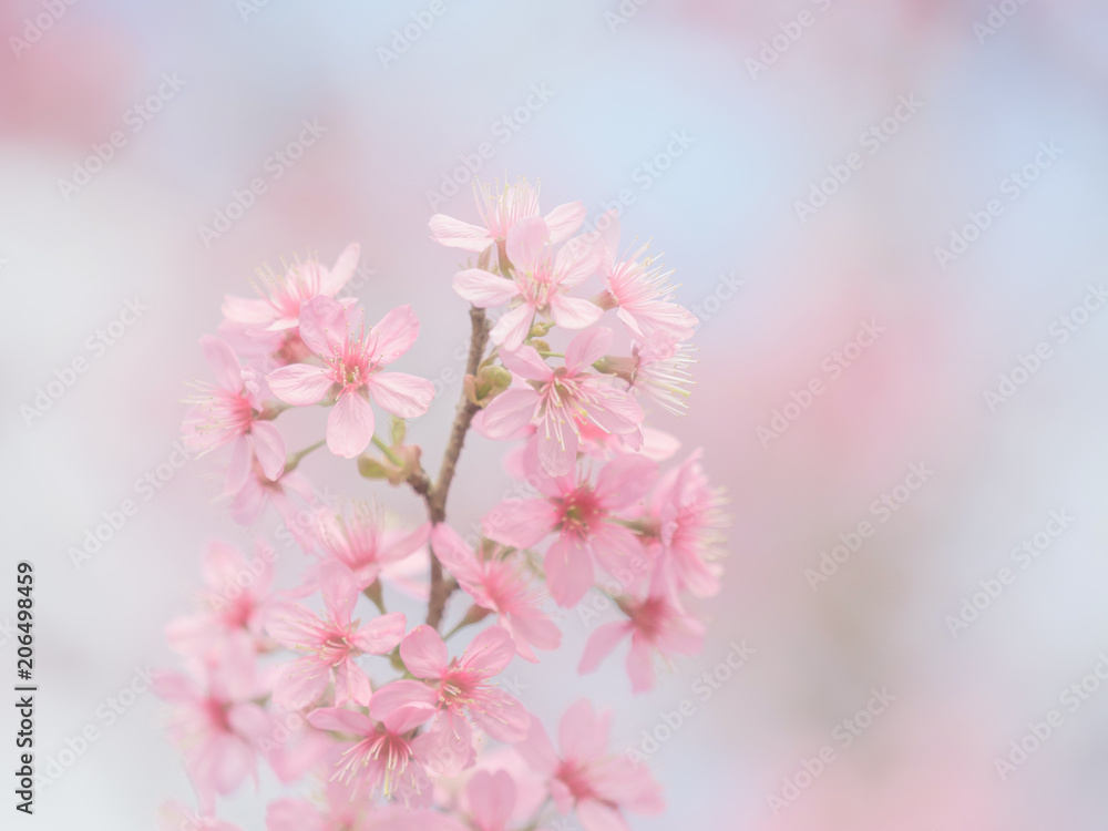 pink sakura flowers, beautiful Cherry Blossom in nature . pink sakura flowers, beautiful Cherry Blossom in nature .