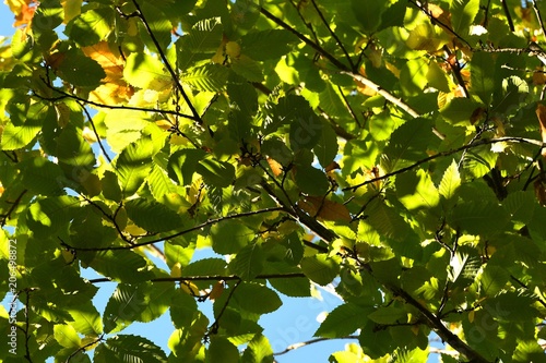 chestnut tree leaves in a forest