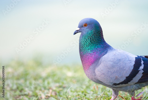 close up shot on pigeon , bird of peace, on the park