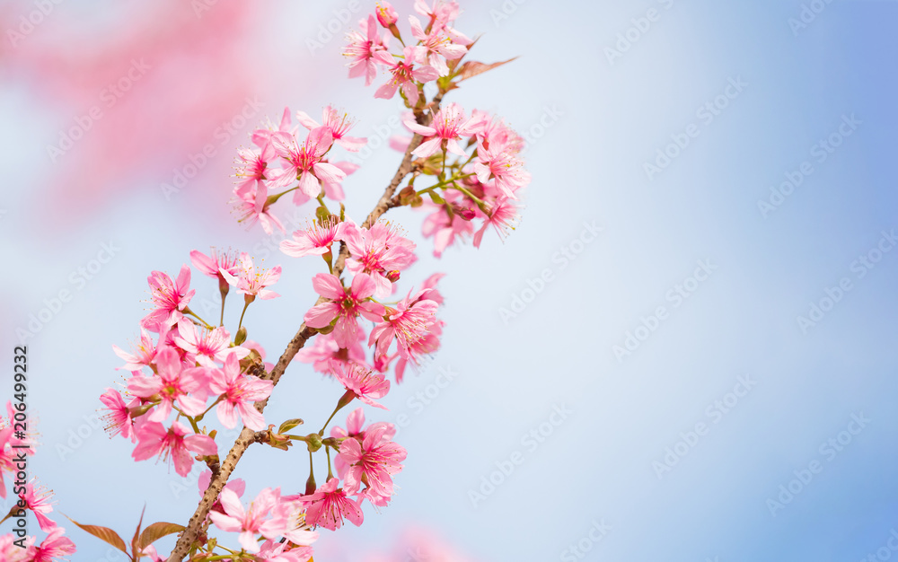 pink sakura flowers, beautiful Cherry Blossom in nature . pink sakura flowers, beautiful Cherry Blossom in nature .