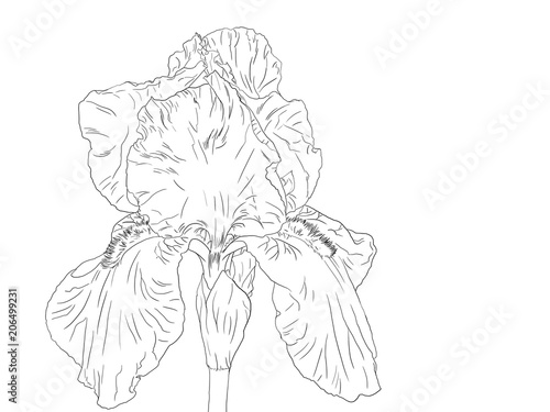 Hand drawn, Bearded Iris, line art