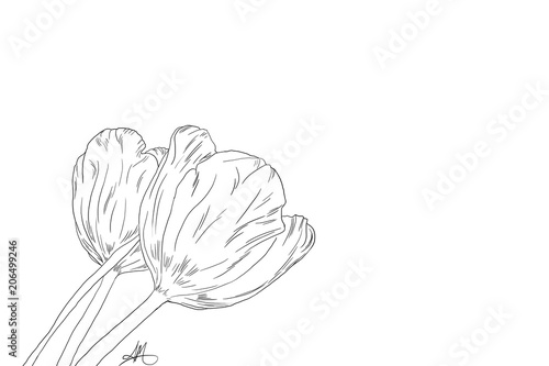 Wallpaper Mural Hand drawn, Tulips, line art Torontodigital.ca