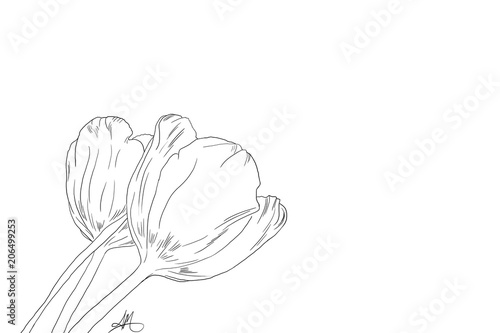 Hand drawn, Tulips, line art