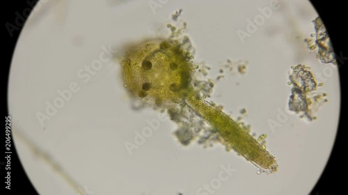 the simplest, green, clavate algae under a microscope photo