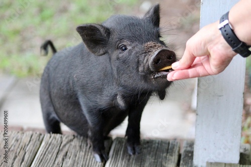 Cute Baby Pig Eating Cracker