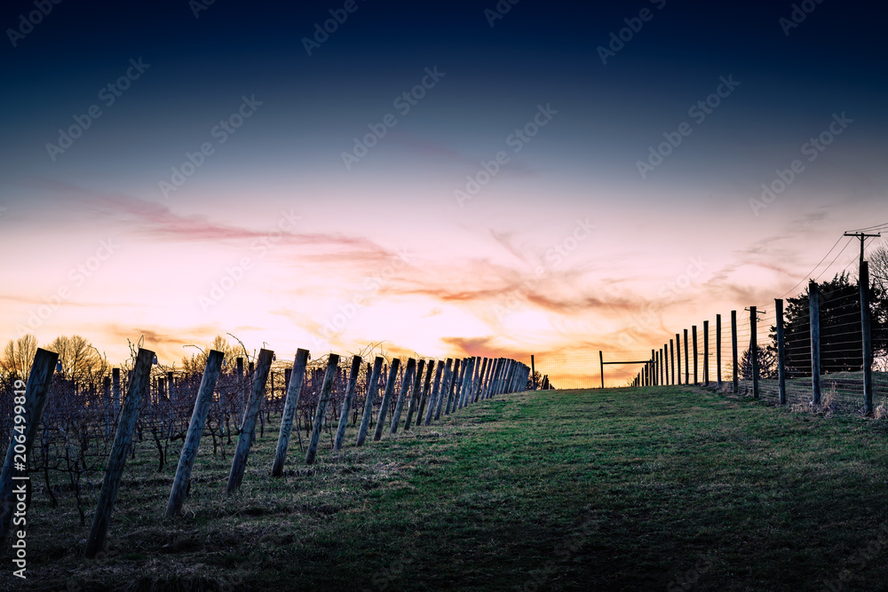 Vineyard sunset is all quiet at twilight.
