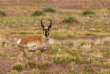 Pronghorn Antelope Buck