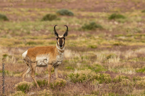 Pronghorn Antelope Buck © natureguy