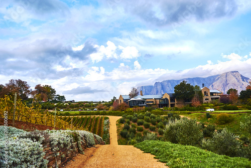 Vineyard mountains in Stellenbosch valley South-Africa photo