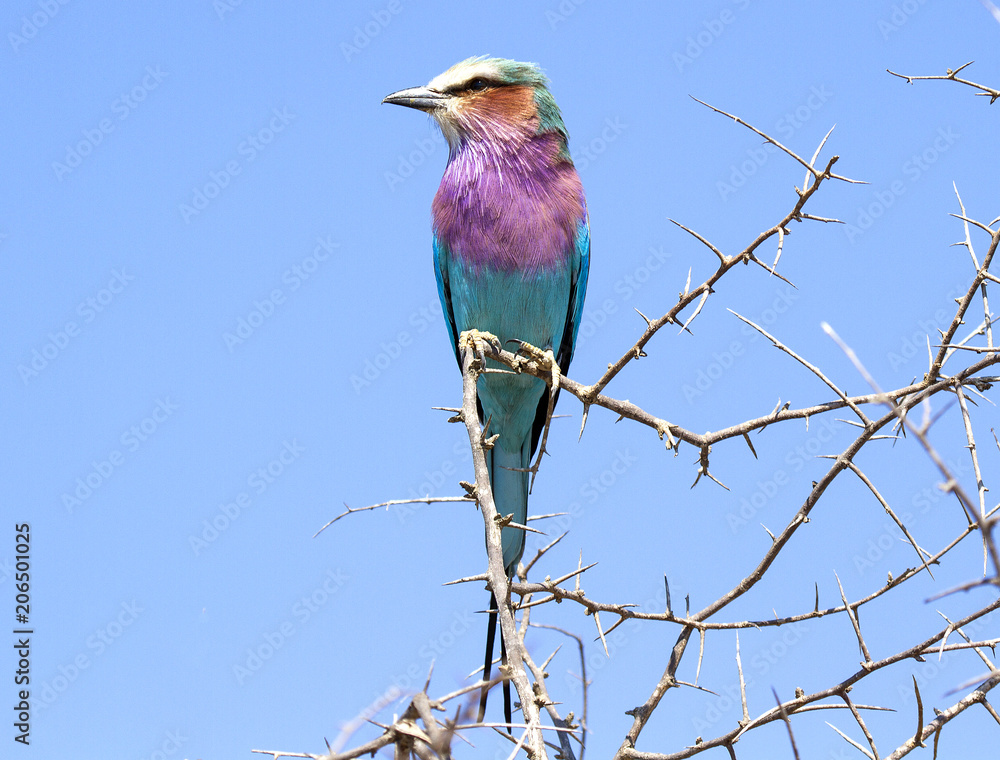 lilac breasted roller lilac breasted roller