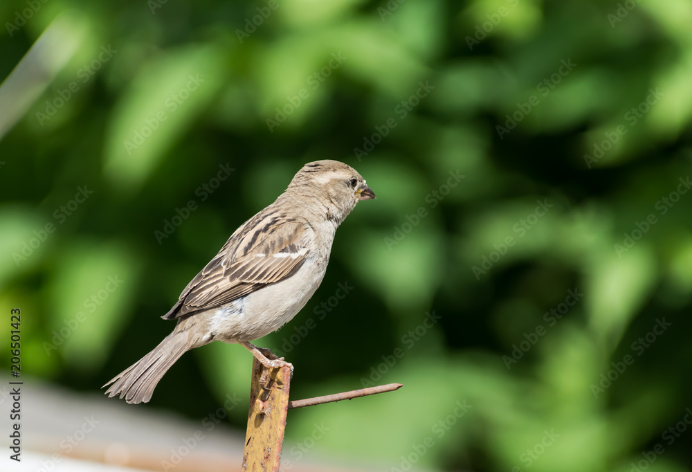 Image of sparrow on nature background. Image of sparrow on nature background.