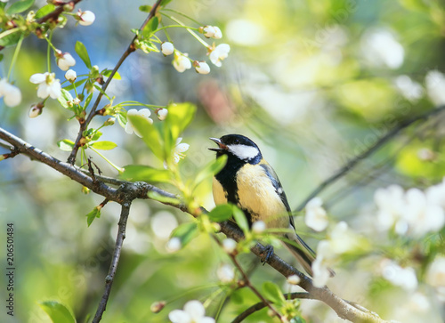 cute bird tit sings a beautiful song in spring garden on branch in may flowers
