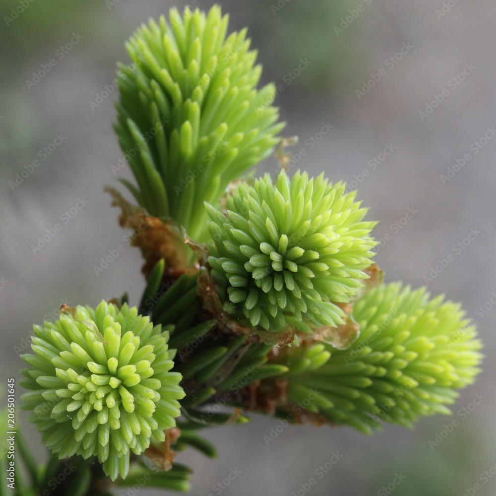 New shoots of spruce, superfood New shoots of spruce, superfood