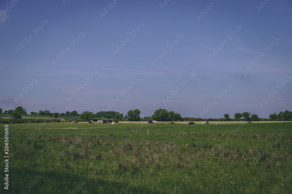 Irish countryside fields of green on a sunny day Irish countryside fields of green on a sunny day