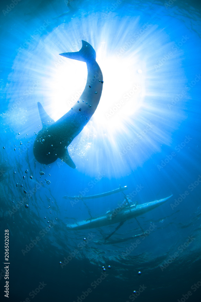 Naklejka premium Whale shark in the blue sea.