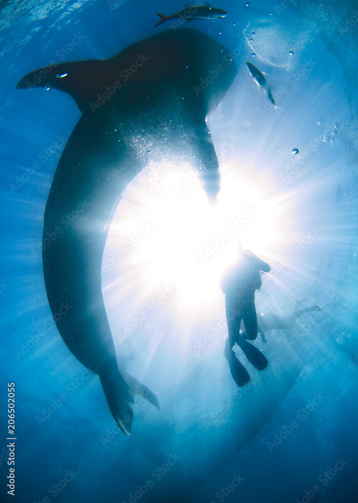 Fototapeta premium Whale shark in the blue sea.