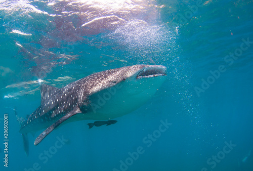 Whale shark in the blue sea.