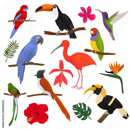 Tropical birds vector exotic parrot toucan and hummingbird with palm leaves i...
