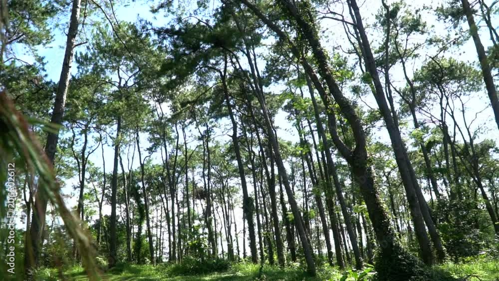 Pine forest with sunlight Pine forest with sunlight