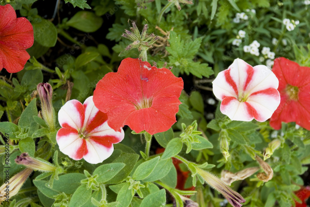 Red and white, Peppermint Striped, Petunias Red and white, Peppermint Striped, Petunias