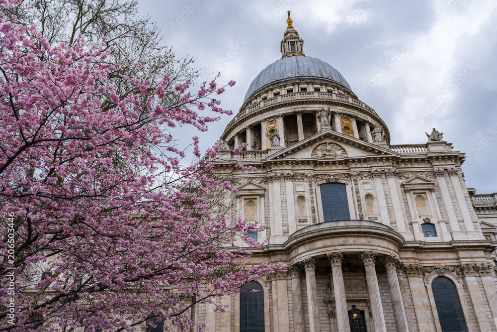 Cherry blossoms before St. Paul's Cathedral