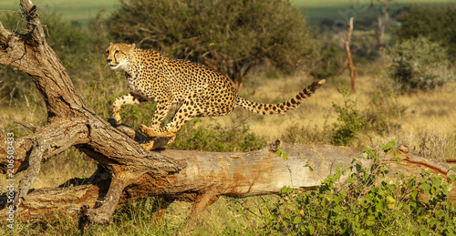 cheetah leaping