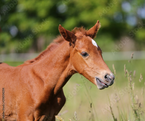 Side view portrait of a cute newborn foal © acceptfoto