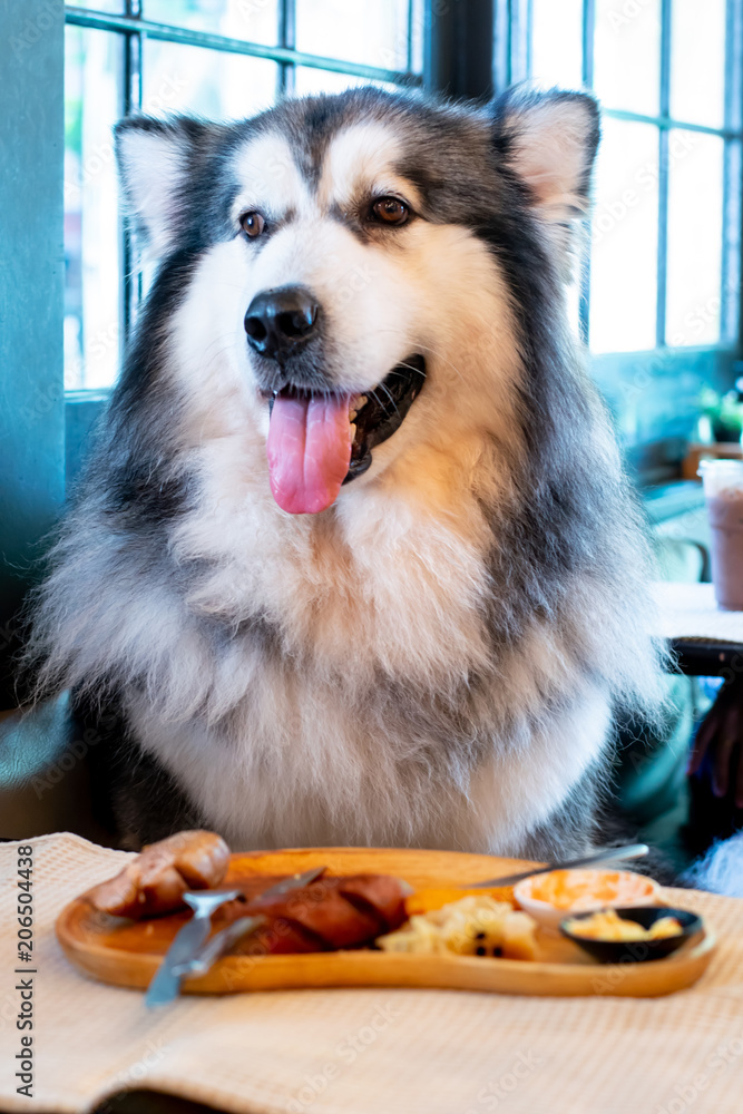 Best dog food sales for alaskan malamute