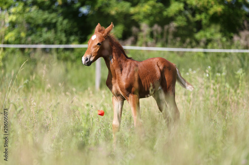 Cuty little horse posing on the meadow