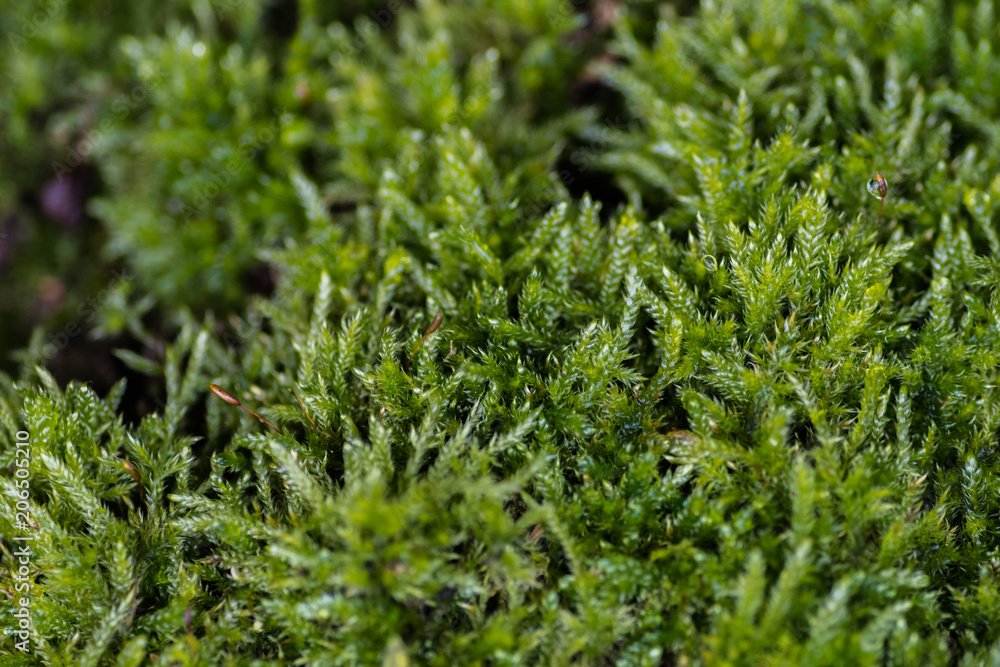 moss moss