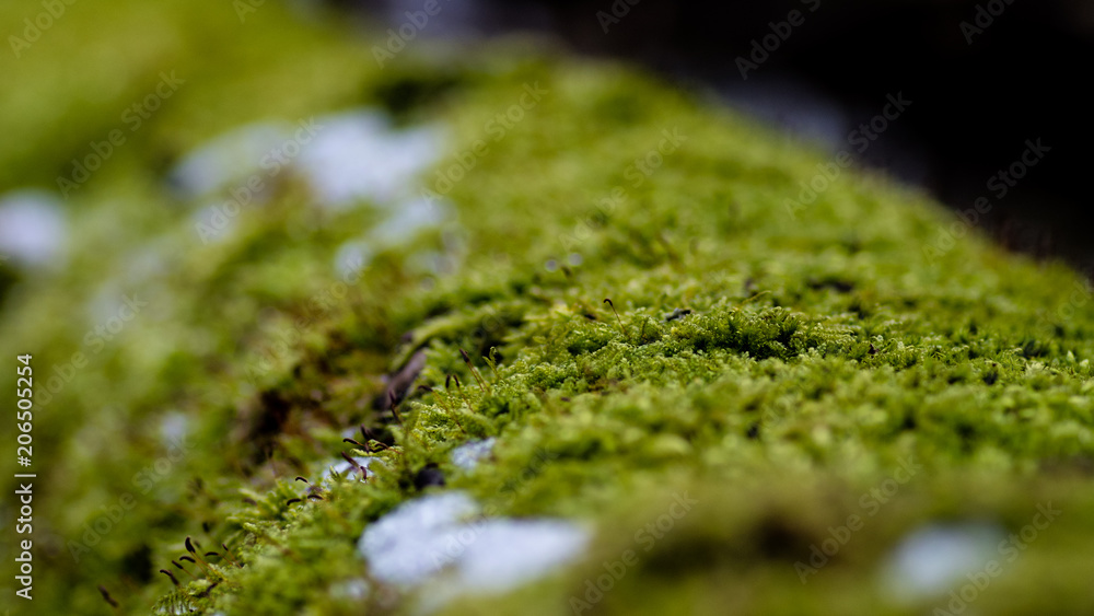 Obraz premium moss