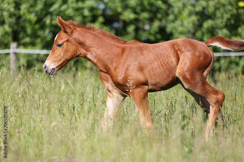 Portrait of a cute newborn foal