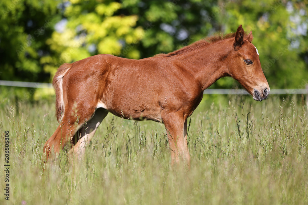 Side view photo of a beautiful newbor chestnut filly Side view photo of a beautiful newbor chestnut filly