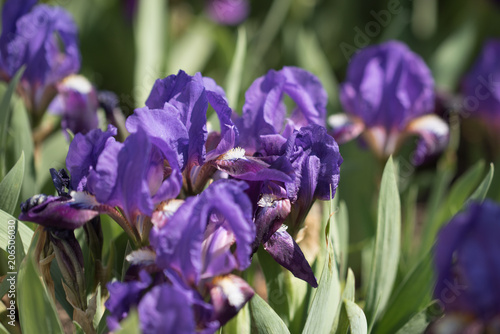 Wild purple irises in garden
