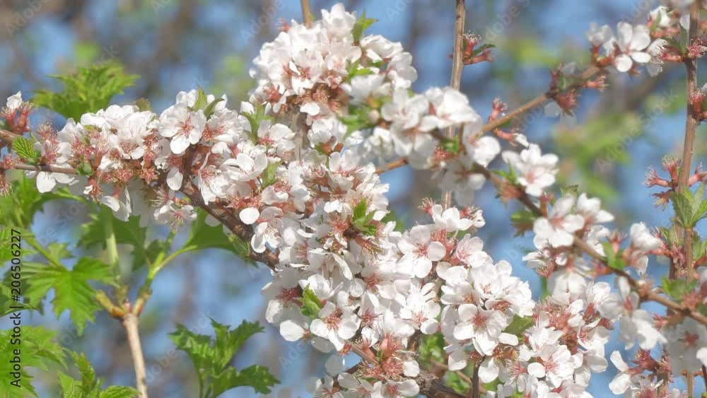 Branches of cherry blossoms in the garden. Blooming cherry. Selective focus Branches of cherry blossoms in the garden. Blooming cherry. Selective focus
