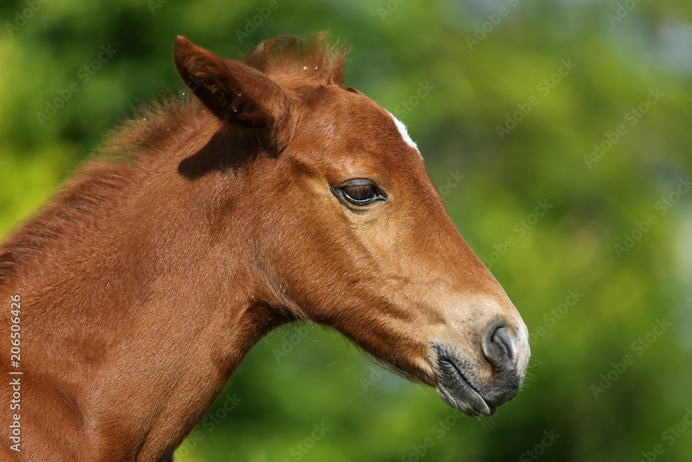 Thoroughbred foal posing against green natural bokeh mood background Thoroughbred foal posing against green natural bokeh mood background