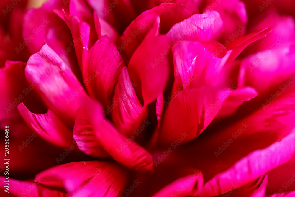 Close up blossoming fuchsia peony in spring