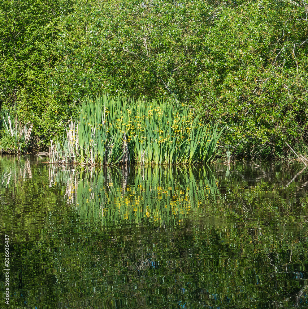 Obraz premium Yellow Flowers Reflections