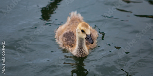 Baby Goose Swimming in the Willamette River