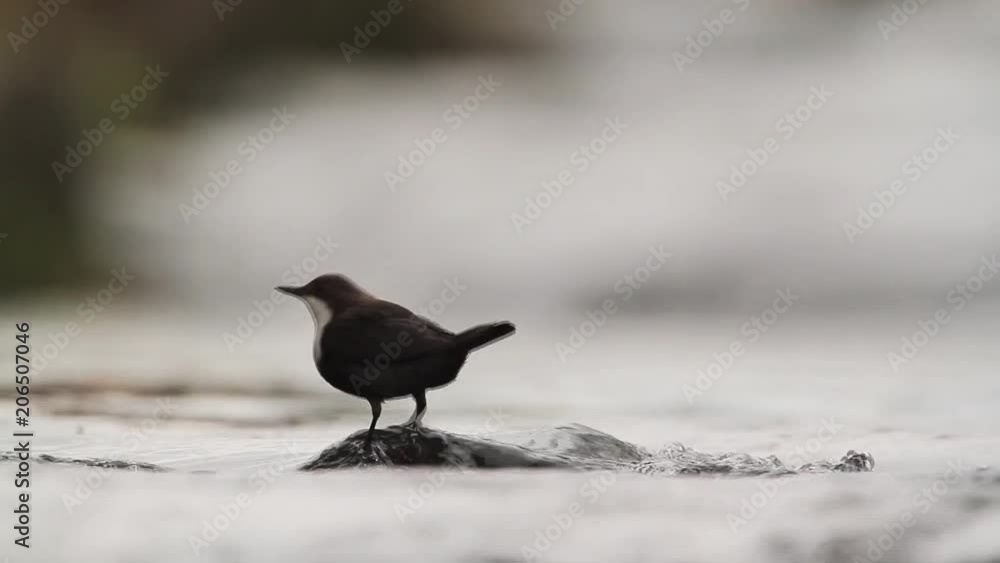Common Dipper in Vosges, France - specie Cinclus cinclus family of Cinclidae Common Dipper in Vosges, France - specie Cinclus cinclus family of Cinclidae