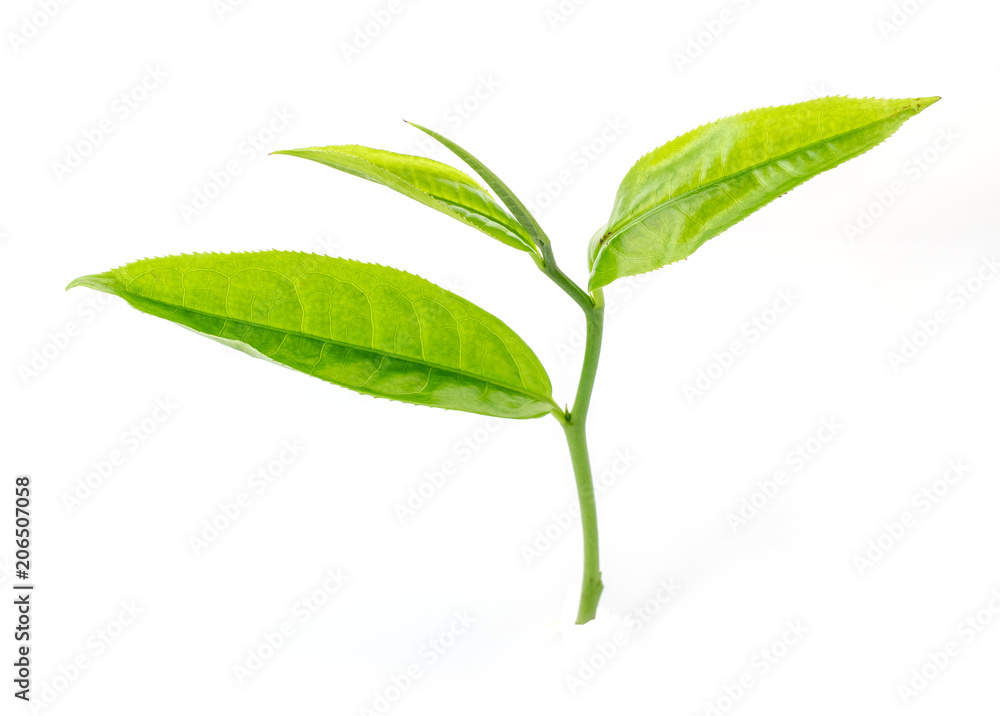 green tea leaf isolated on white green tea leaf isolated on white