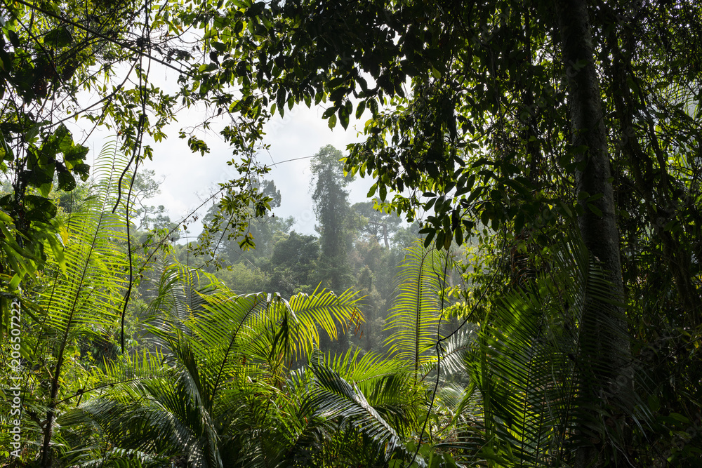 Fototapeta premium Forest after raining