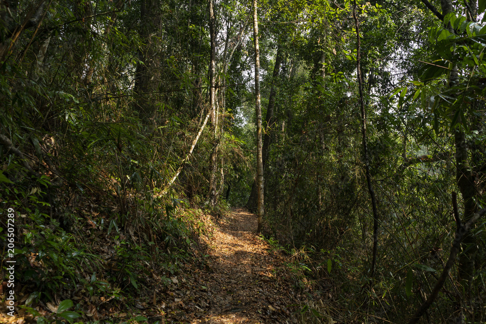 Obraz premium Forest after raining