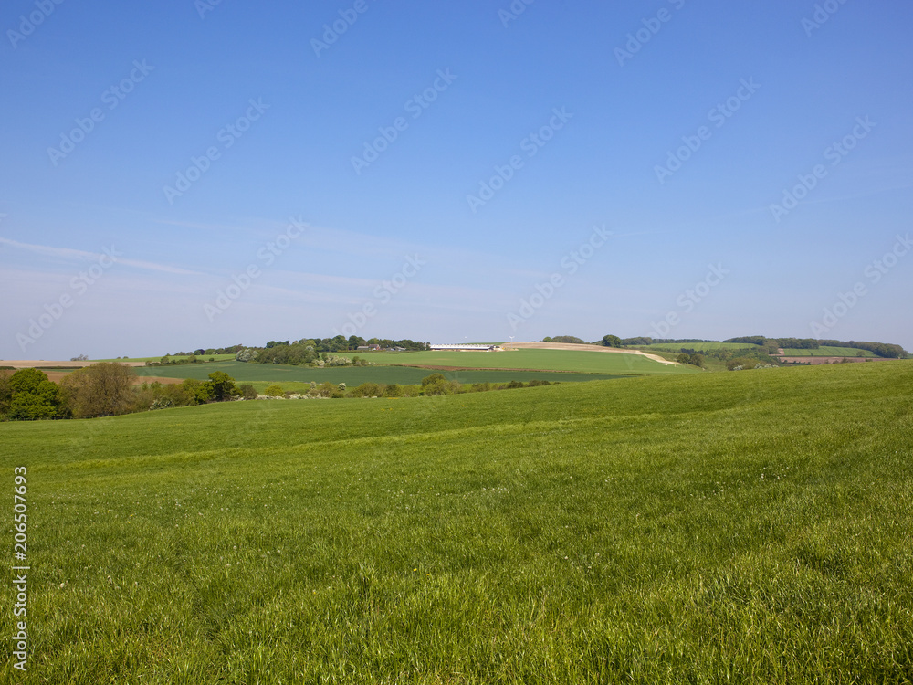 Yorkshire Wolds clover meadow